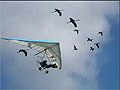 видео "Стая" - пролёт дельталёта с птицами
